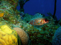   Longspine Squirrel Fish Hiding so he thinks  